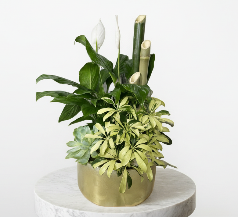 Colección Vegetativa "Oasis"