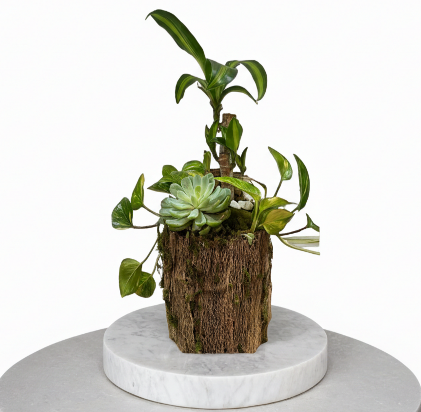 Colección Encuentro "Tronco Vegetativo"