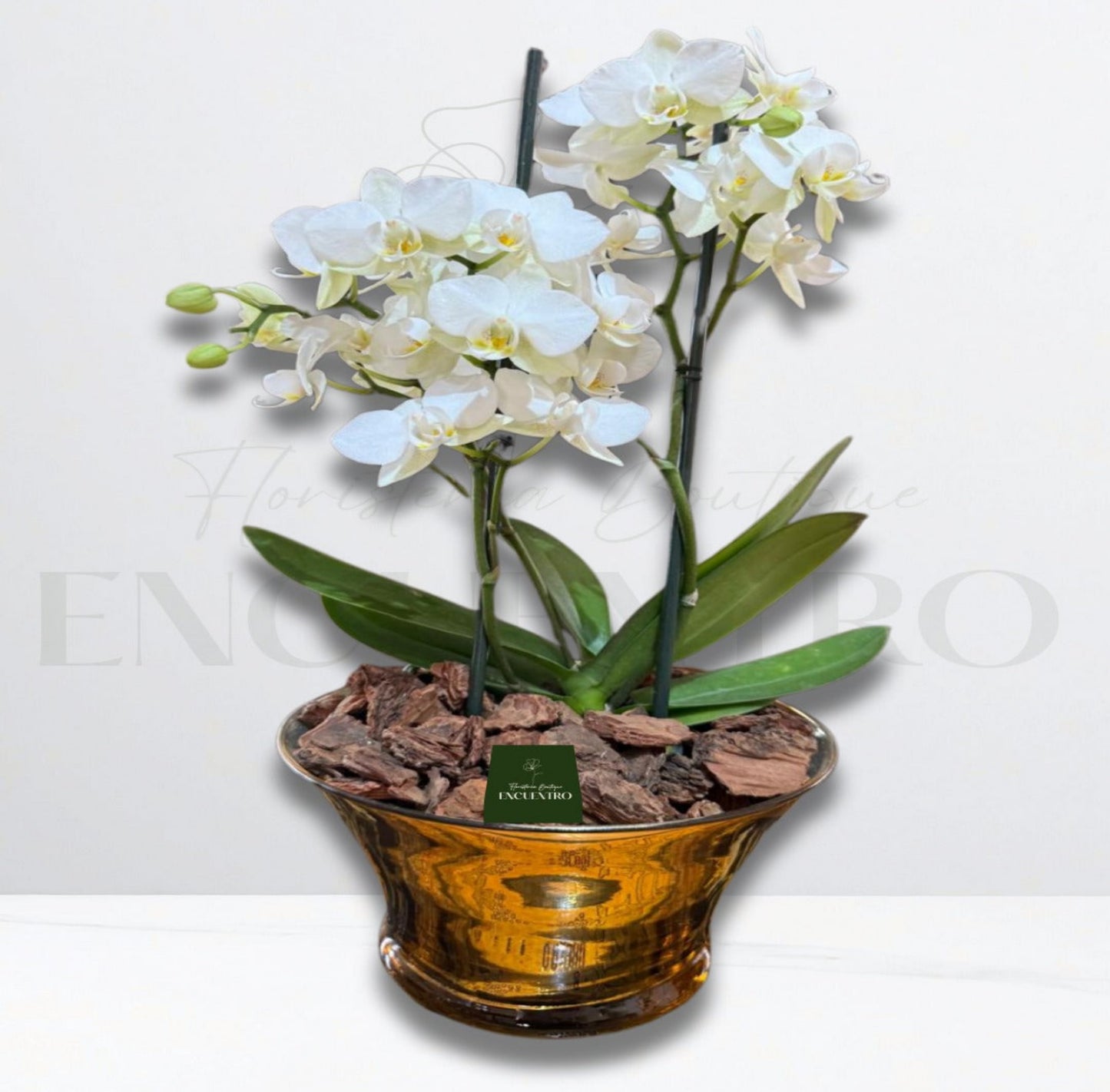 Orquídea baby